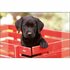 Kangaro Bureauonderlegger Zwarte Labrador Pup 38x58cm_