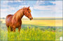 Kangaro K-0014D117 Buro-onderlegger PP 38x58cm Paard_