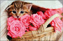 Kangaro K-0014D118 Buro-onderlegger PP 38x58cm Kitten_