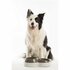 Bama Pet Voerderbak met Waterreservoir 33x20x9 cm Assorti_