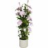 Kunstplant Clematis 98x35 cm Groen/Roze_